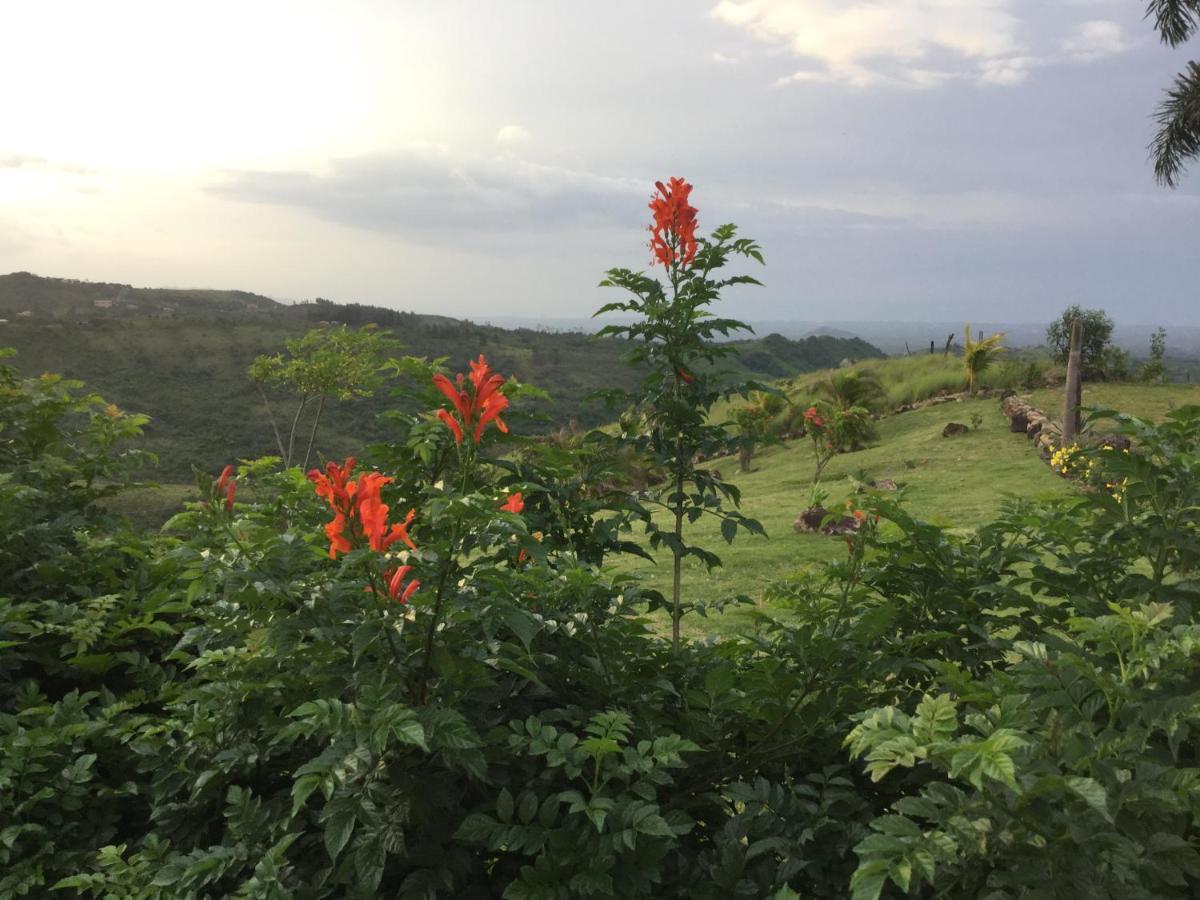 Hawk's Nest Bed&Breakfast La Laguna de San Carlos Exterior foto